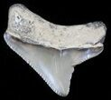 Bargain Juvenile Megalodon Tooth - Maryland #30113-1